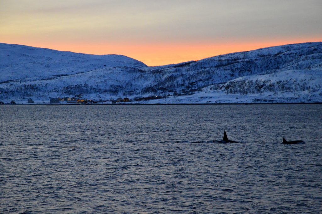 Whale watching nei fiordi di Tromso